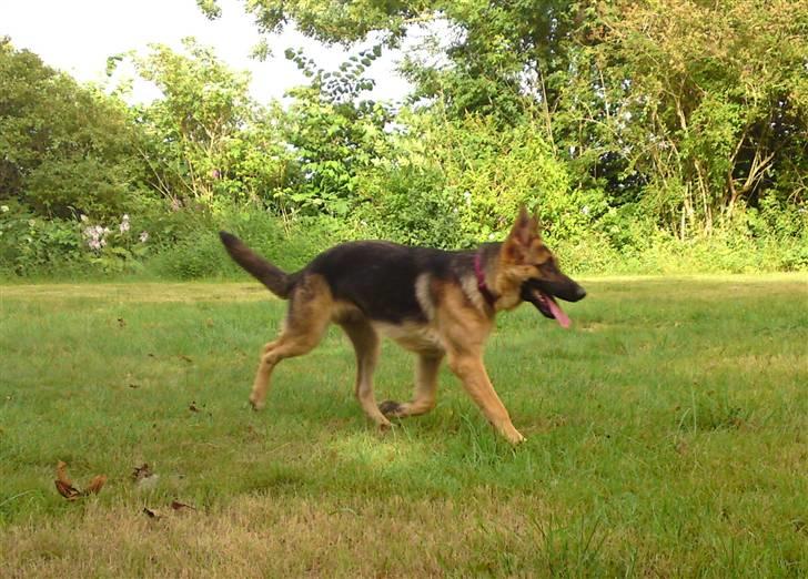 Schæferhund siva solgt saver meget billede 5