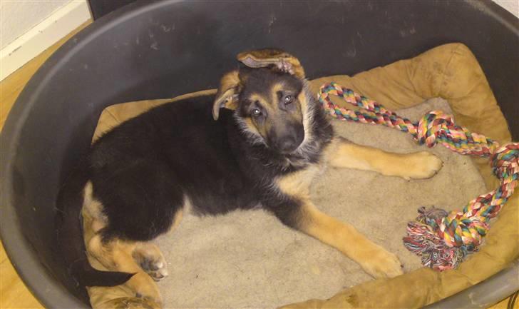 Schæferhund siva solgt saver meget billede 6