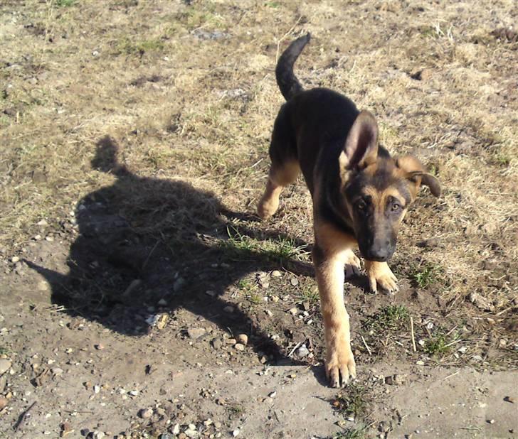 Schæferhund siva solgt saver meget billede 7