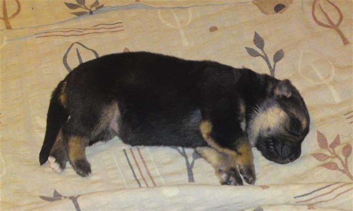 Schæferhund siva solgt saver meget billede 8