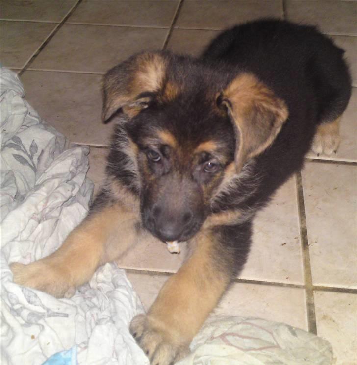 Schæferhund siva solgt saver meget billede 10