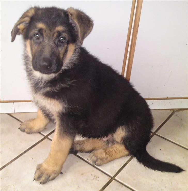 Schæferhund siva solgt saver meget billede 11