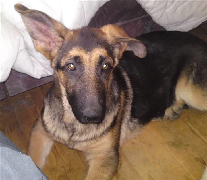 Schæferhund siva solgt saver meget billede 12