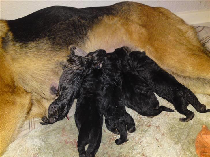Schæferhund siva solgt saver meget billede 13