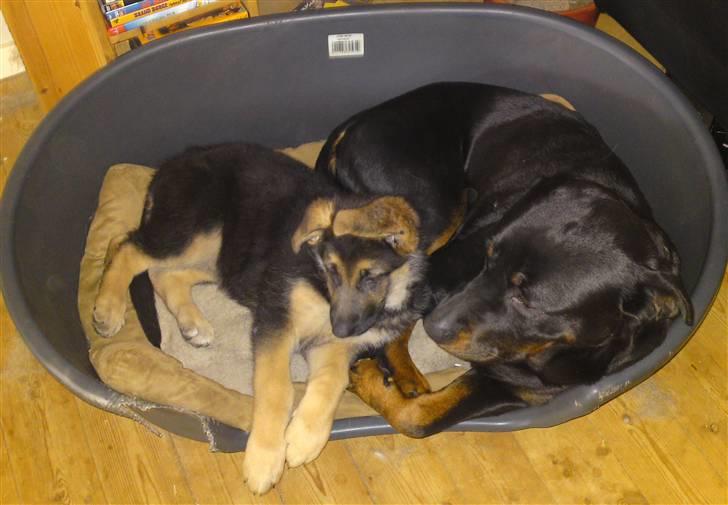 Schæferhund siva solgt saver meget billede 14