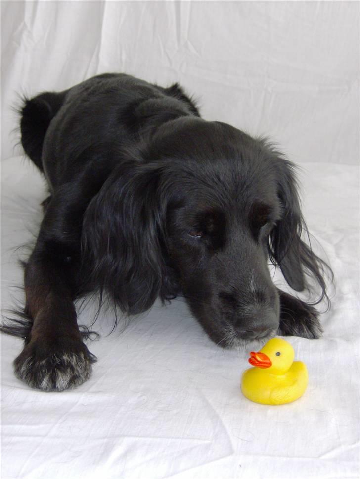 Blanding af racer Layney - "jeg elsker små plastik-ænder...!" billede 5