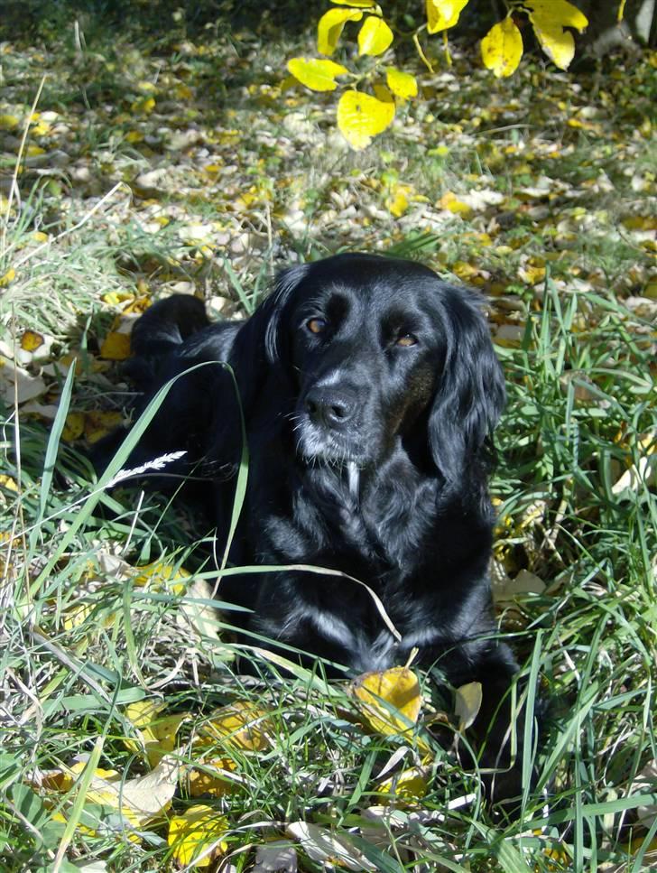 Blanding af racer Layney billede 6