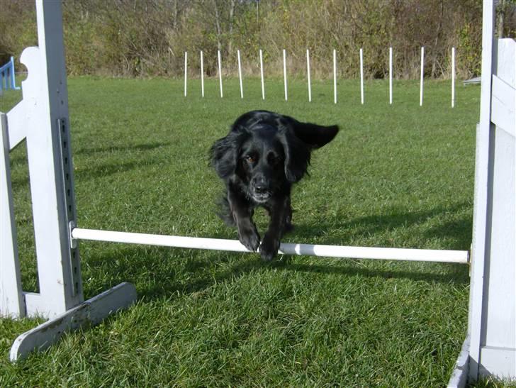 Blanding af racer Layney - "jeg eeeelsker agility" billede 7