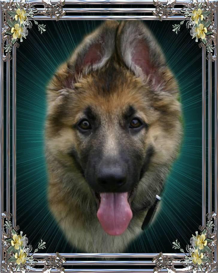 Schæferhund Thor billede 1