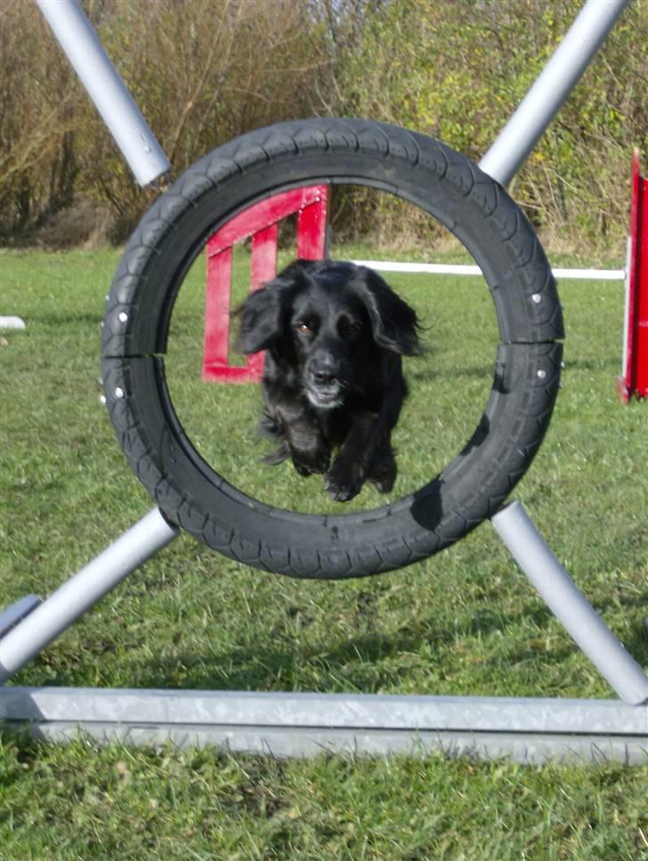 Blanding af racer Layney - Et spring igennem hjulet billede 8