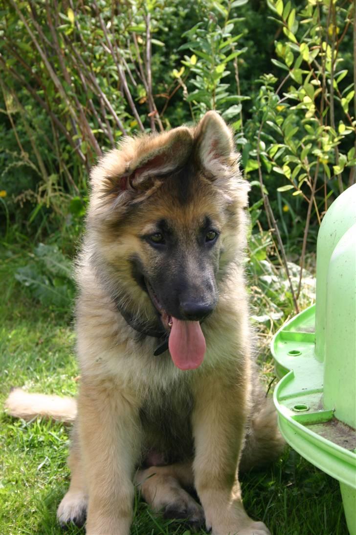 Schæferhund Thor billede 2