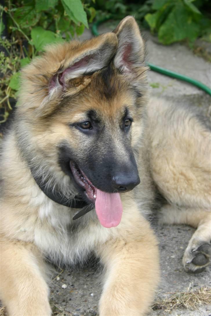 Schæferhund Thor billede 3