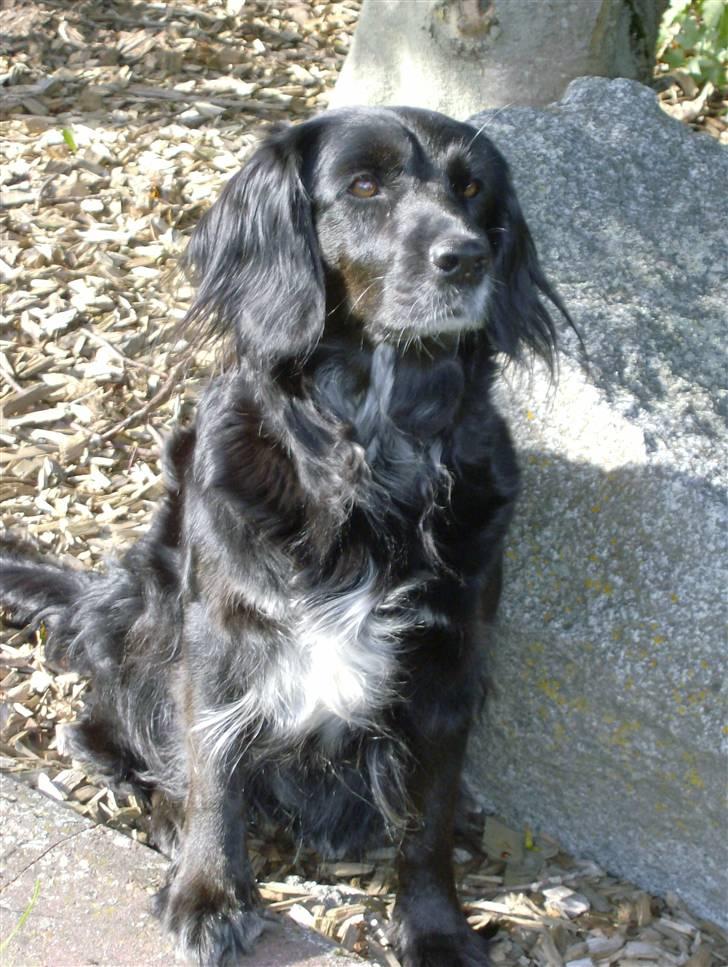 Blanding af racer Layney billede 9