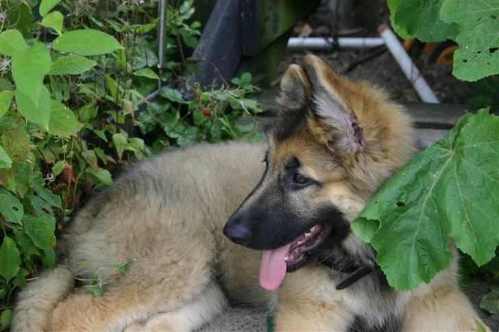 Schæferhund Thor billede 4