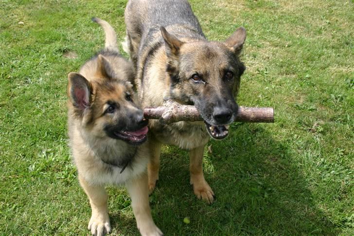 Schæferhund Thor billede 5