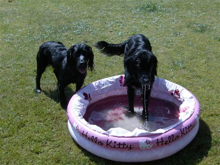 Blanding af racer Layney - "det er så dejligt at lege med vand" billede 10