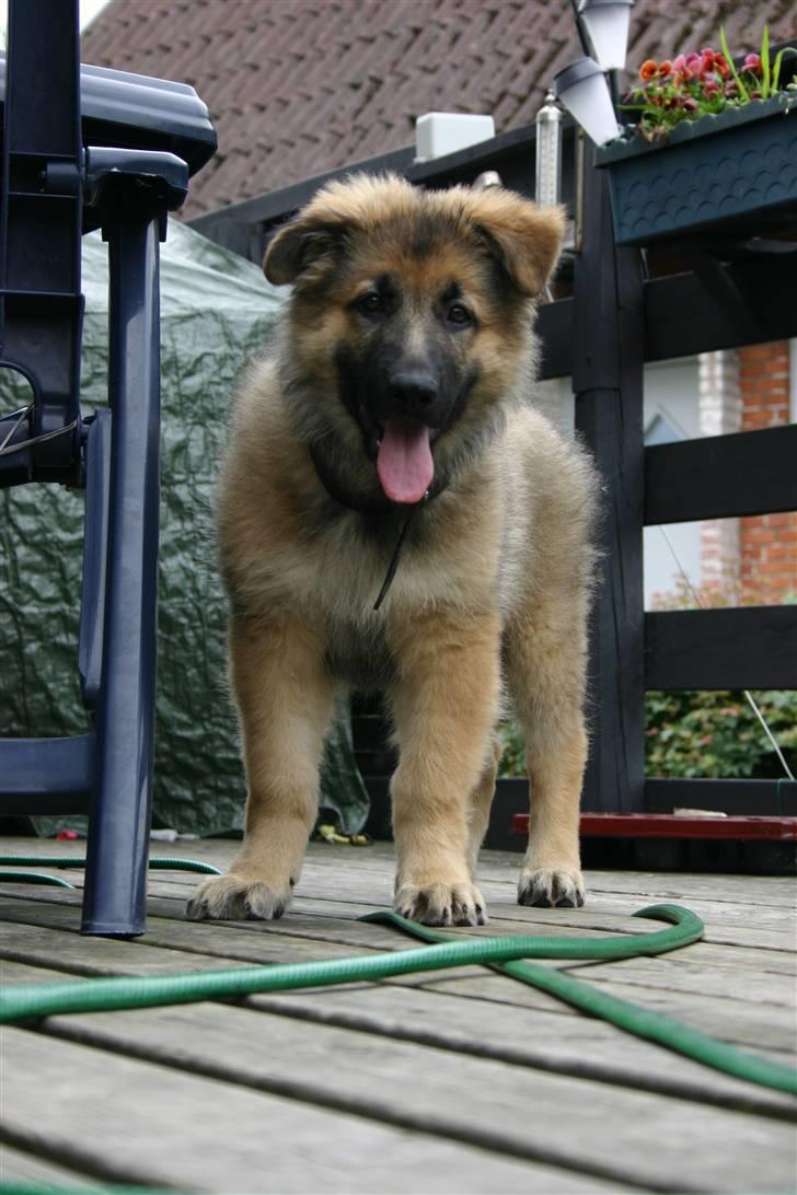 Schæferhund Thor billede 6