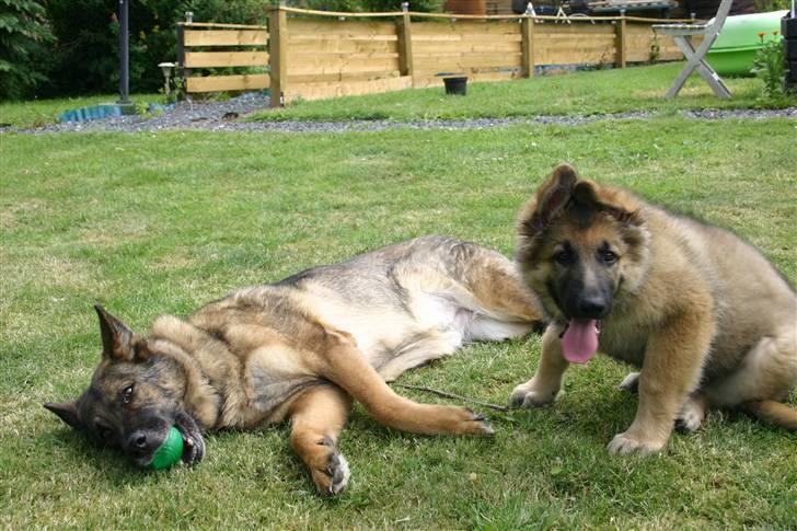 Schæferhund Thor billede 7