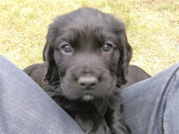 Field Trial Cockerspaniel Audi - 4 uger gammel billede 7