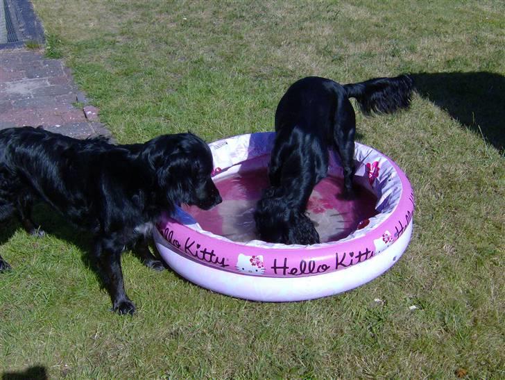 Field Trial Cockerspaniel Audi - Leg i badebassinet billede 8