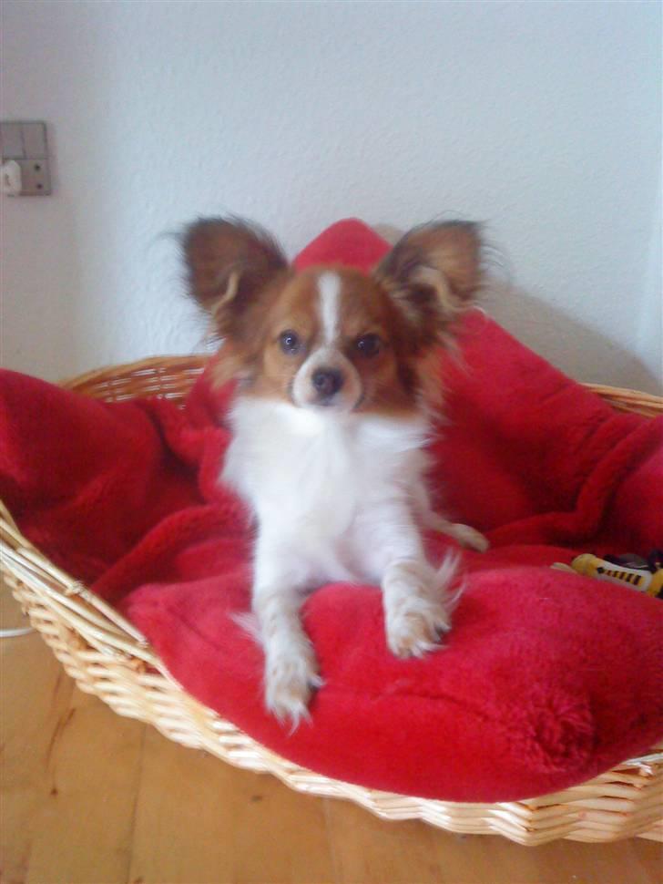 Papillon Silke billede 1