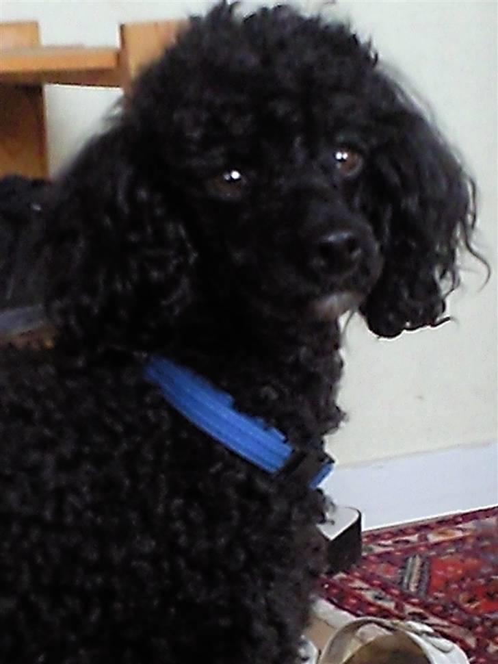 Dværgpuddel Pjuske Æ. *Krølle* - Elsker det billede!! billede 16