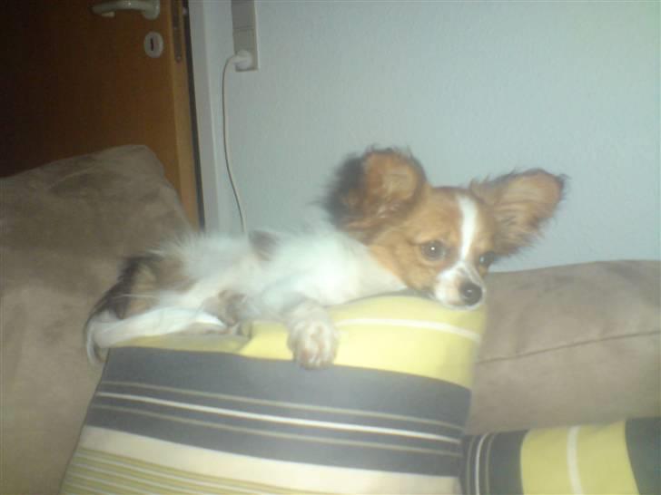 Papillon Silke billede 2