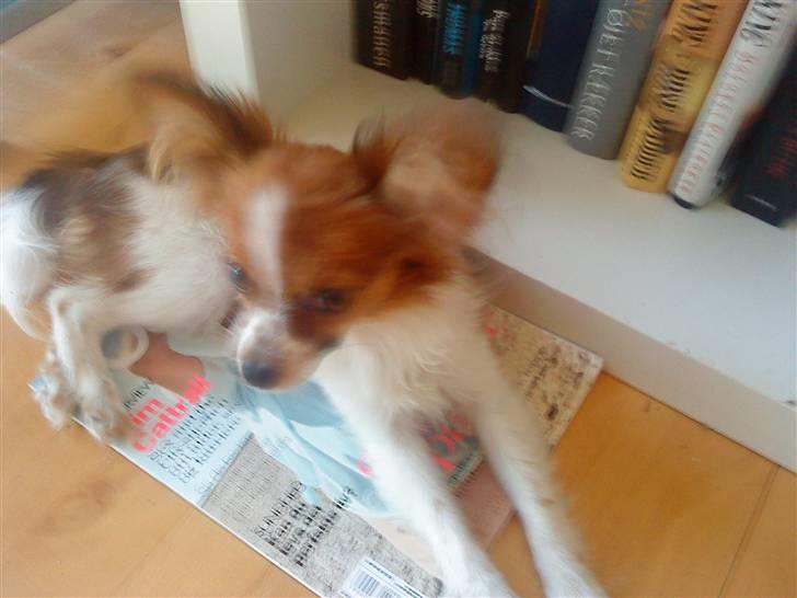 Papillon Silke billede 3