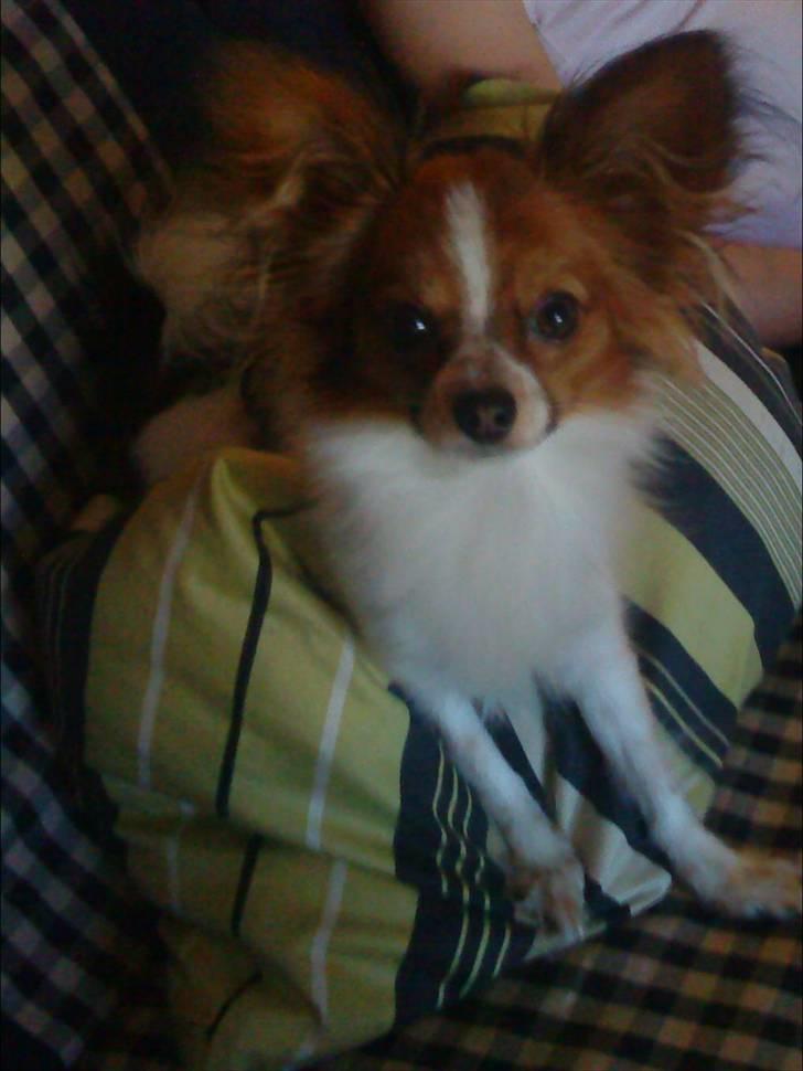 Papillon Silke billede 4