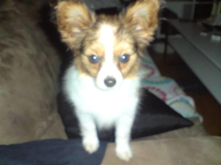 Papillon Silke billede 5