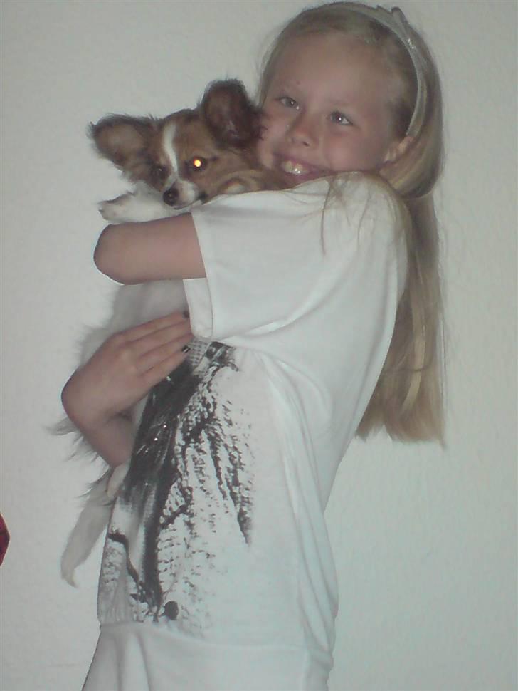 Papillon Silke billede 6