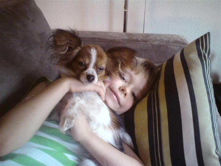 Papillon Silke billede 7