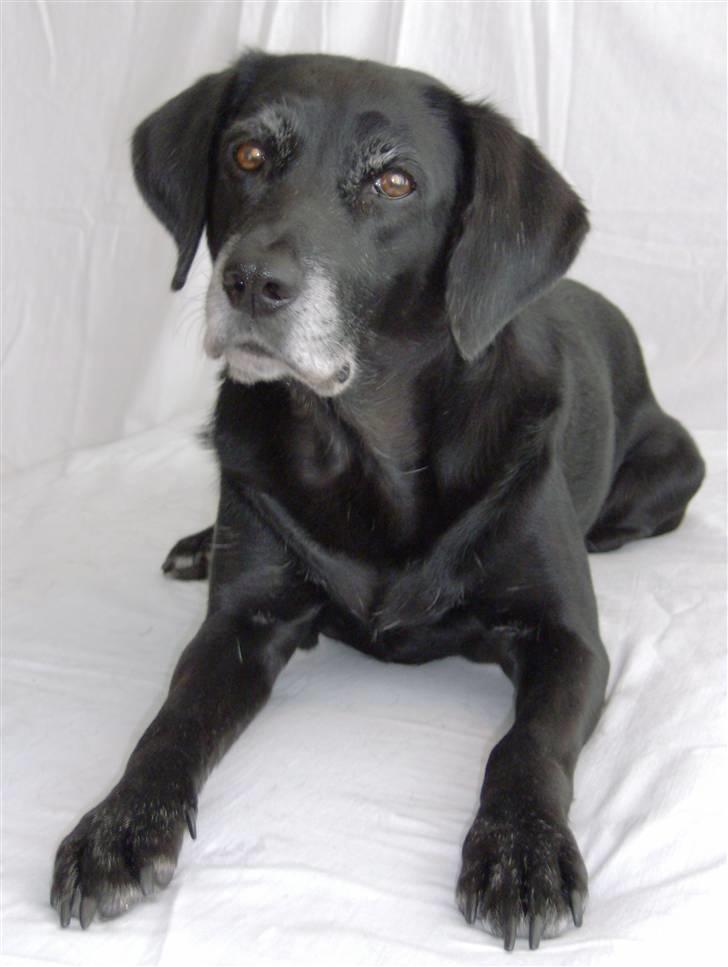 Blanding af racer Ozetta - Ozetta - en smuk gammel dame billede 1