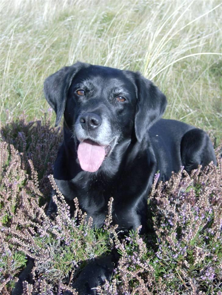 Blanding af racer Ozetta - Gåtur i lyngen på Fanø billede 2