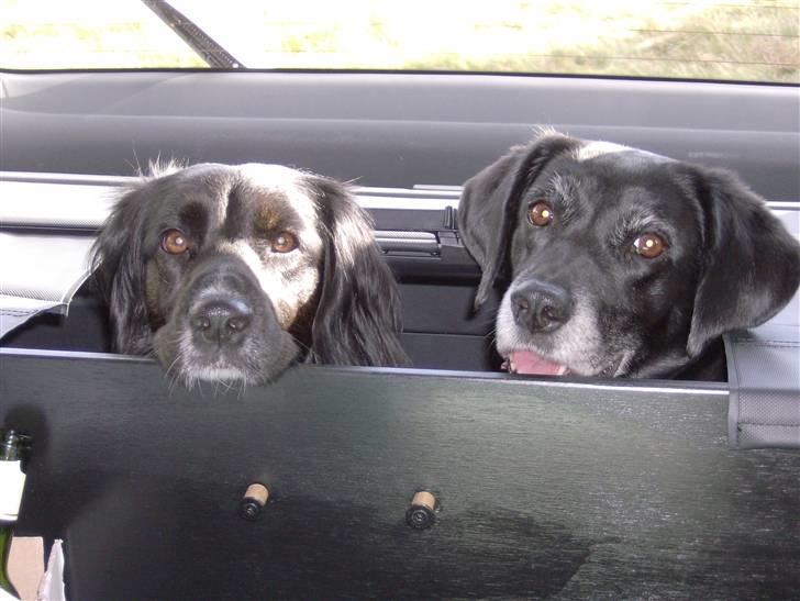 Blanding af racer Ozetta - En tur i morfars bil - han har lavet så vi kan se ud :) billede 3