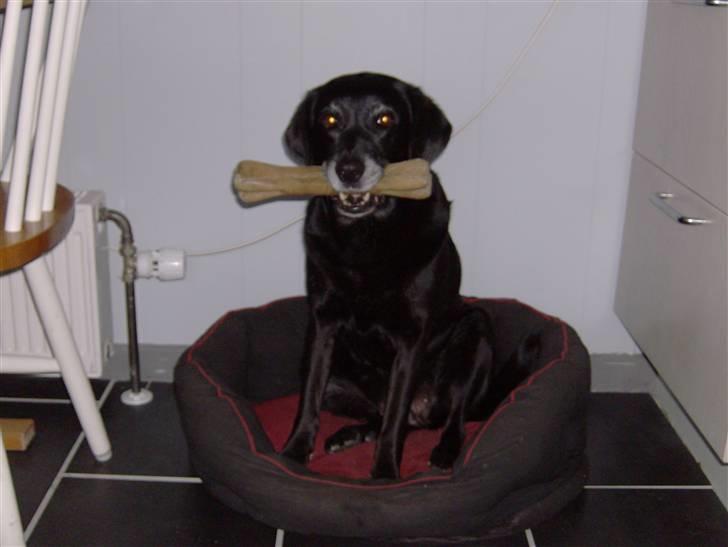 Blanding af racer Ozetta - Se det flotte ben jeg har fået... Og jeg deler IKKE!! billede 4