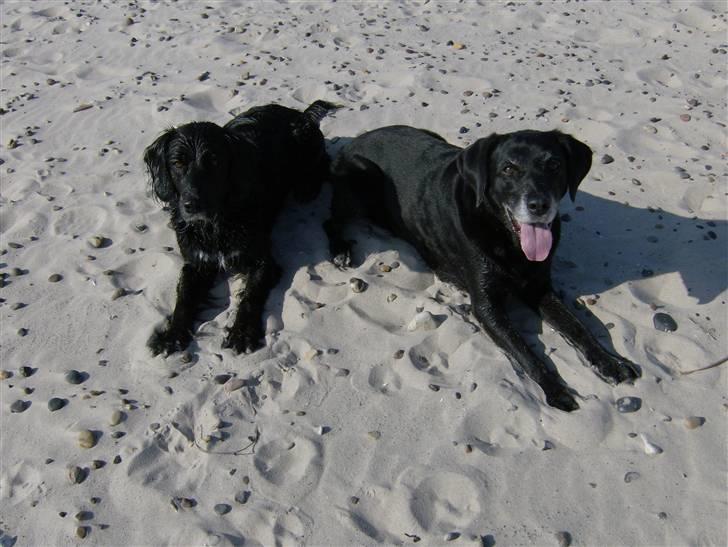 Blanding af racer Ozetta - Skøøøønt - en tur på stranden billede 5