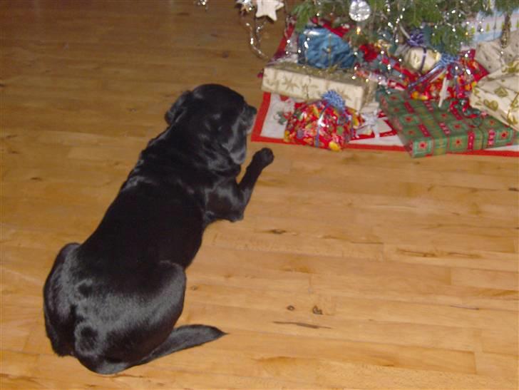 Blanding af racer Ozetta - Må jeg ikke godt snart få den gave?? Jeg har stirret på den i en time nu! billede 6