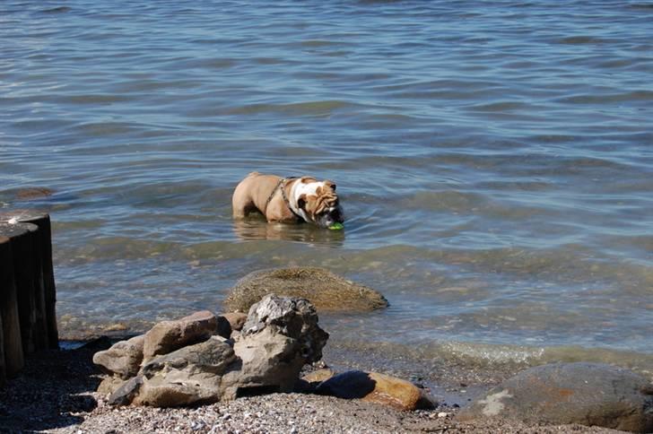 Engelsk bulldog Don billede 1