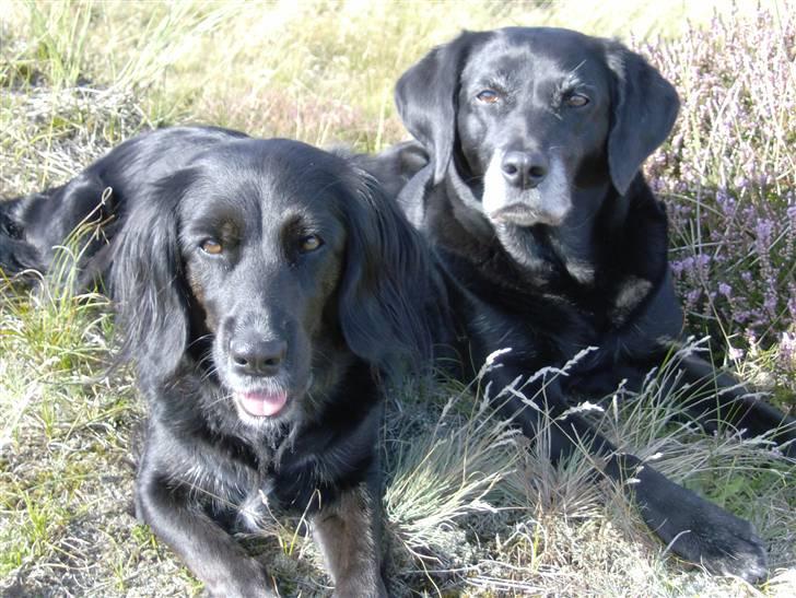 Blanding af racer Ozetta - Ozetta og "lillesøster" Layney billede 7