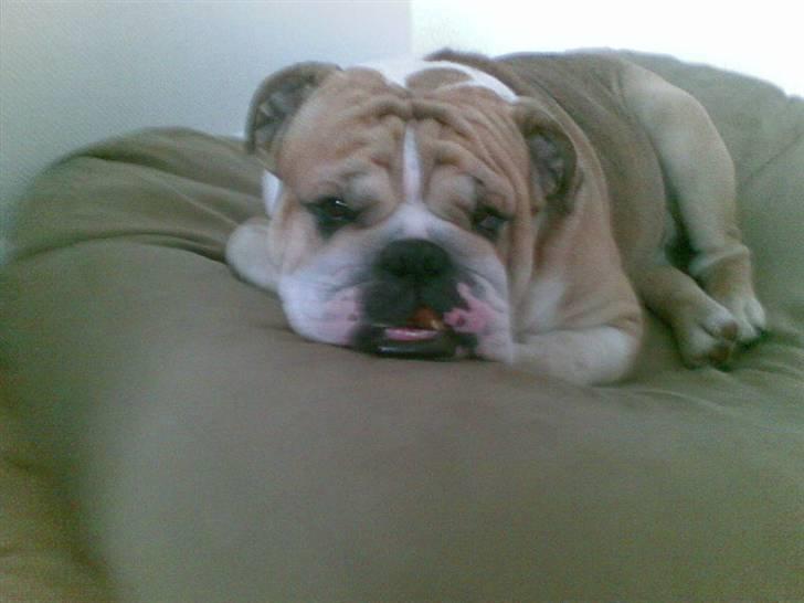 Engelsk bulldog Don billede 2