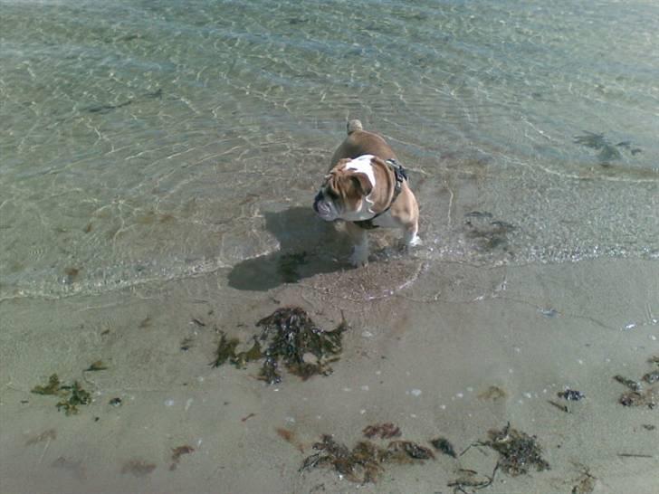 Engelsk bulldog Don billede 3