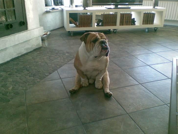 Engelsk bulldog Don billede 4