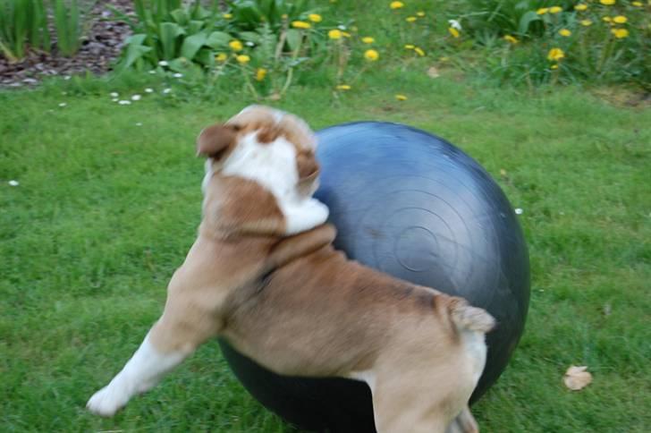 Engelsk bulldog Don billede 5