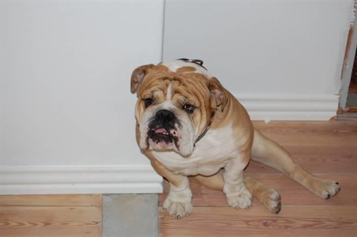 Engelsk bulldog Don billede 6