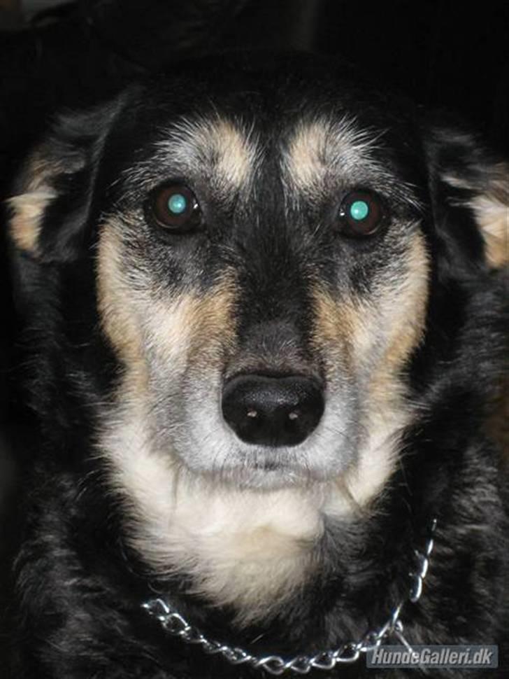 Blanding af racer Jessie billede 1