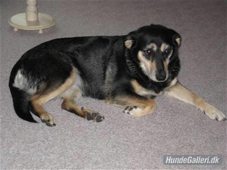 Blanding af racer Jessie billede 2