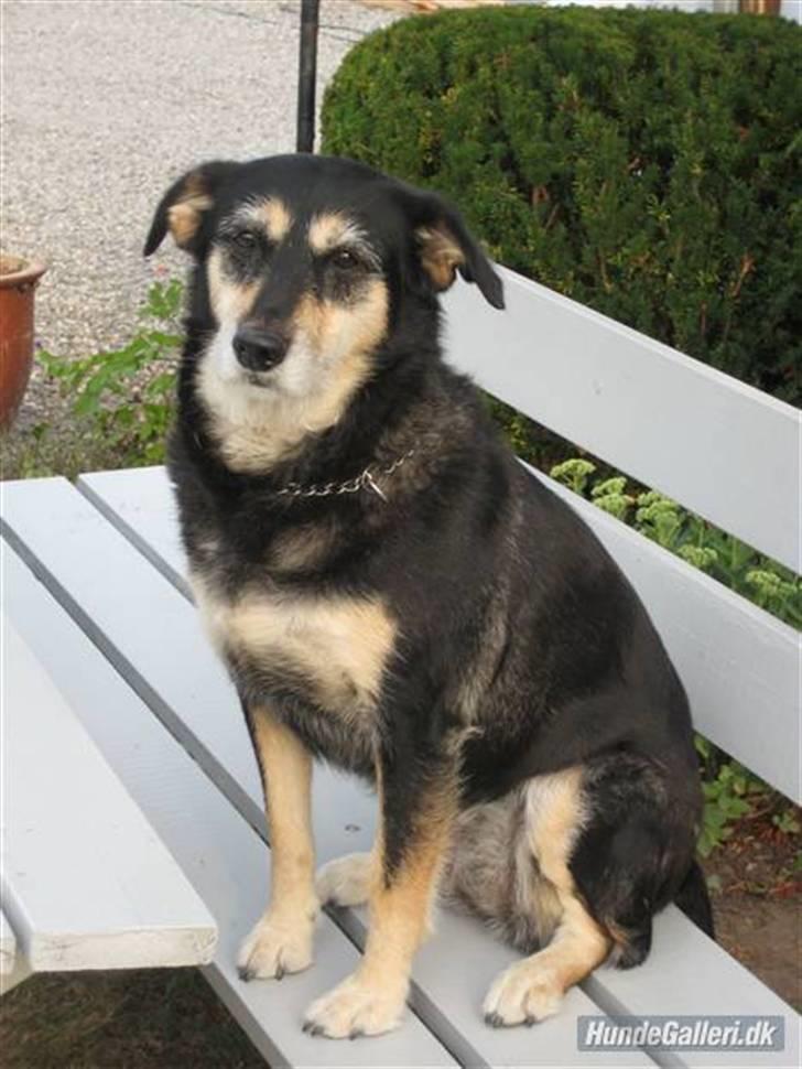 Blanding af racer Jessie billede 3