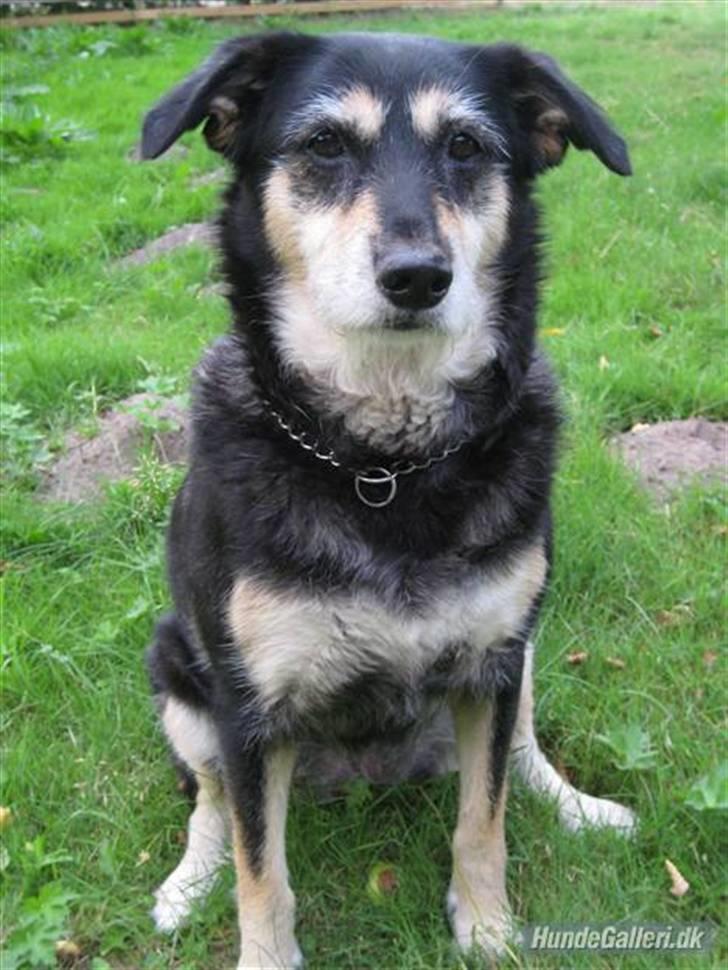 Blanding af racer Jessie billede 4