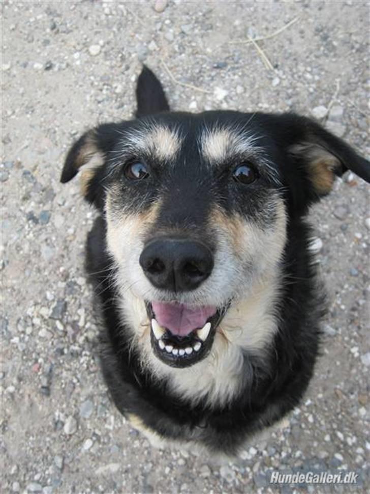 Blanding af racer Jessie billede 5